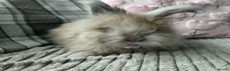 Angora rabbits for sale: English Angora Full Faced - Advert 15