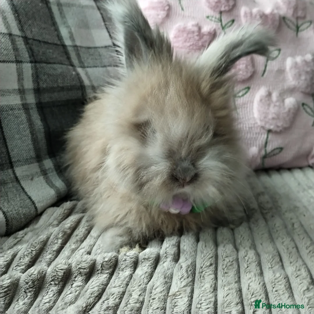 Angora rabbits for sale: English Angora Full Faced - Advert 15