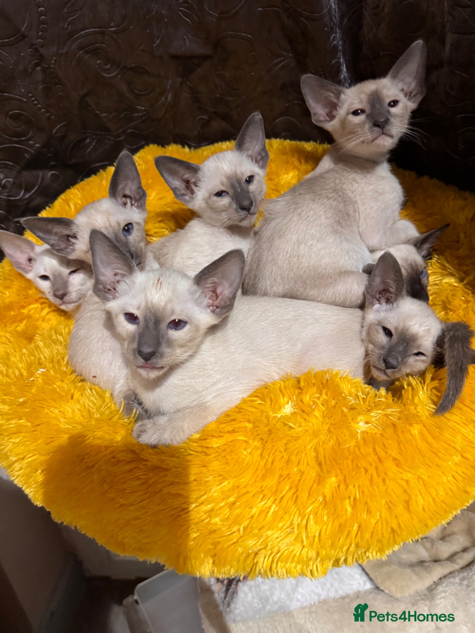 Siamese cats 6 stunning Siamese kittens available  - Advert 2
