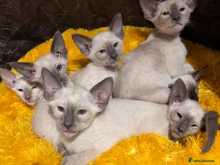 Siamese cats 6 stunning Siamese kittens available - Advert 2