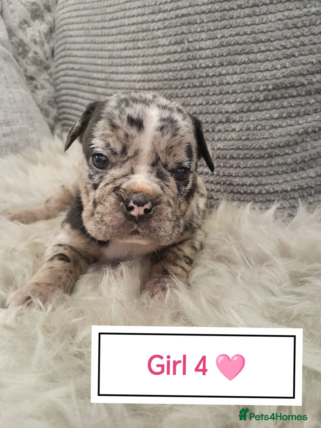 Mixed Breed dogs for sale: 🐾🐶Stunning New English Bulldog Puppies🐶🐾 - Advert 9
