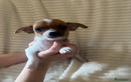 Chihuahua dogs for sale: Chihuahua puppies girls and boys - Image 7