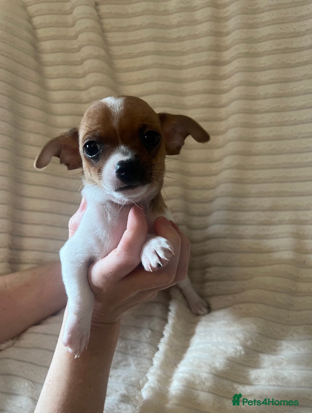 Chihuahua dogs for sale: Chihuahua puppies girls and boys - Image 7
