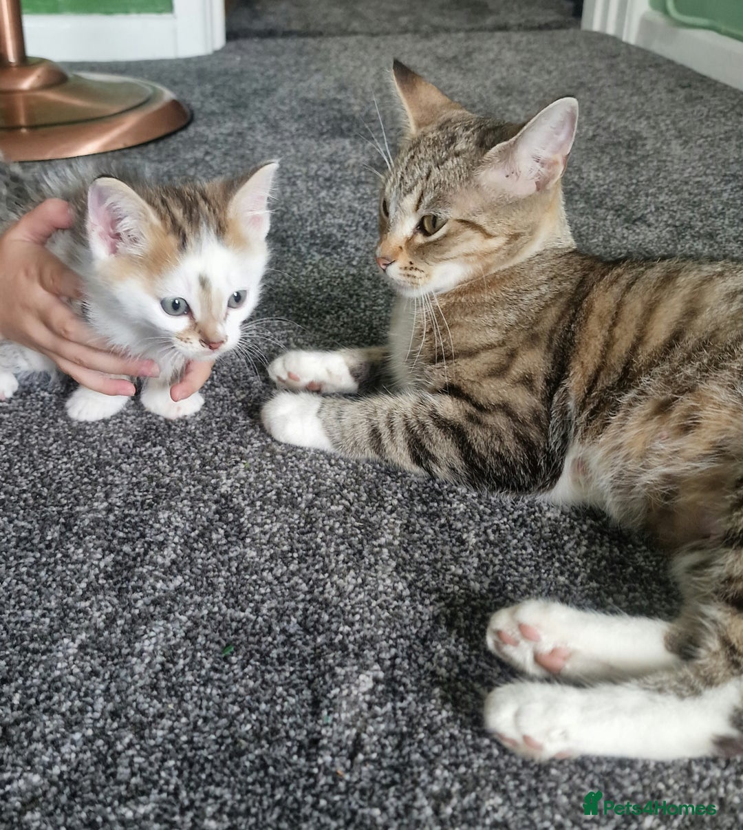 Ragdoll cats for sale: Cute little Tabbies with part Ragdoll - Image 4