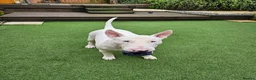 English Bull Terrier dogs for stud: Proven Quality Stud KC (Crufts qualifier) Dorset - Advert 2