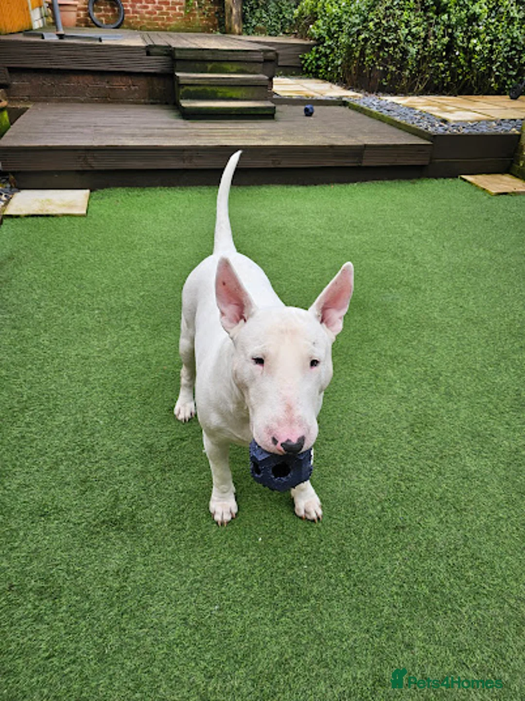 English Bull Terrier dogs for stud: Proven Quality Stud KC (Crufts qualifier) Dorset - Advert 2