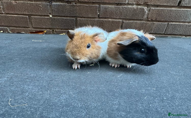 Guinea Pig rodents - Advert 16
