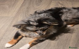 Pomeranian dogs for sale: Pomeranian boy  - Image 3