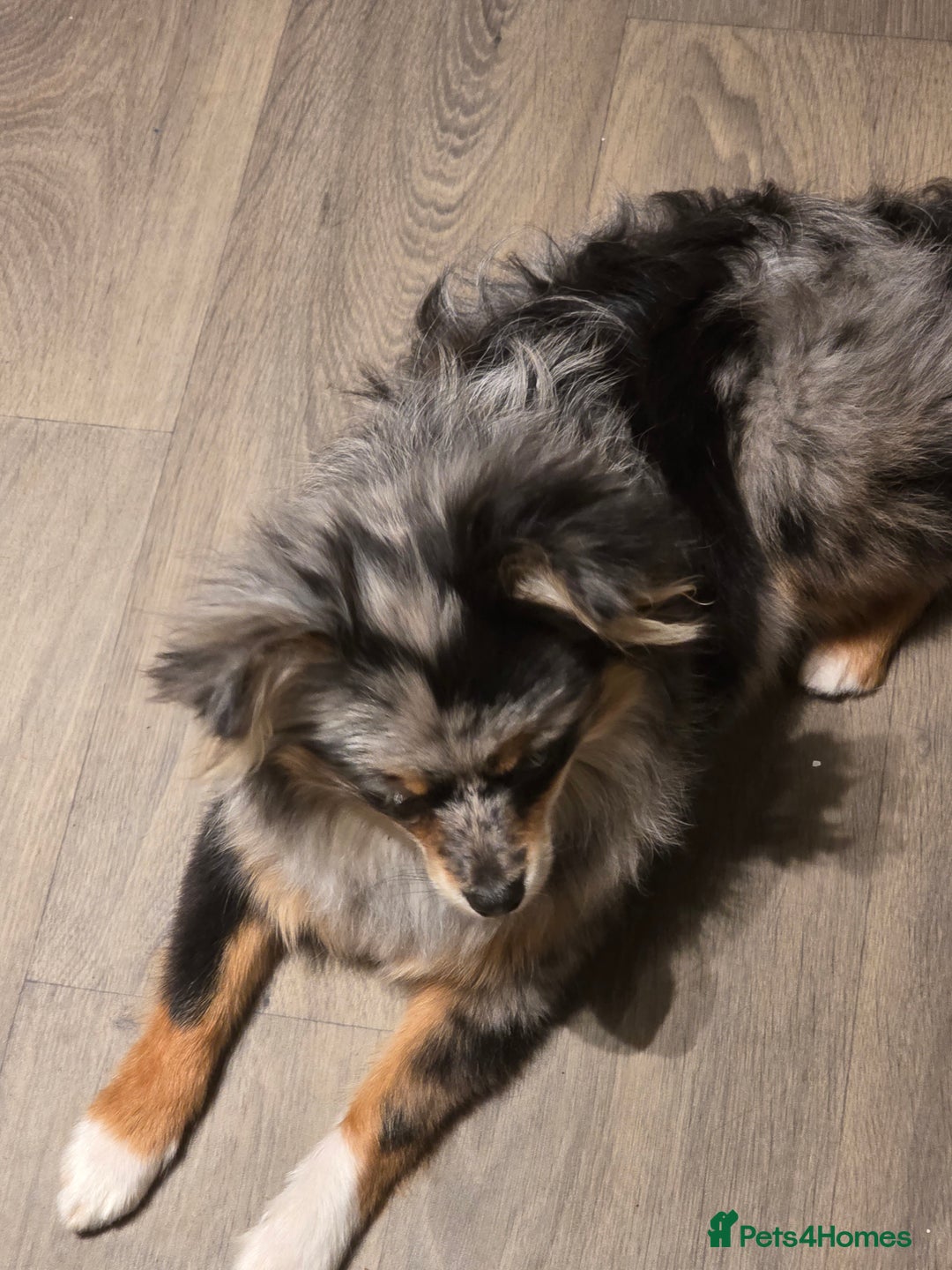 Pomeranian dogs for sale: Pomeranian boy  - Image 3