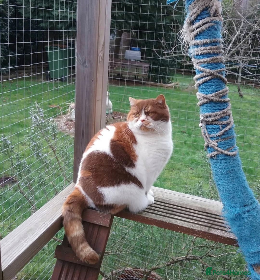 British Shorthair cats for sale: Show quality blue tortie girl. GCCF champ.lines - Advert 8
