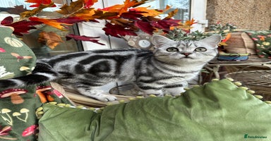 British Shorthair cats - Advert 8