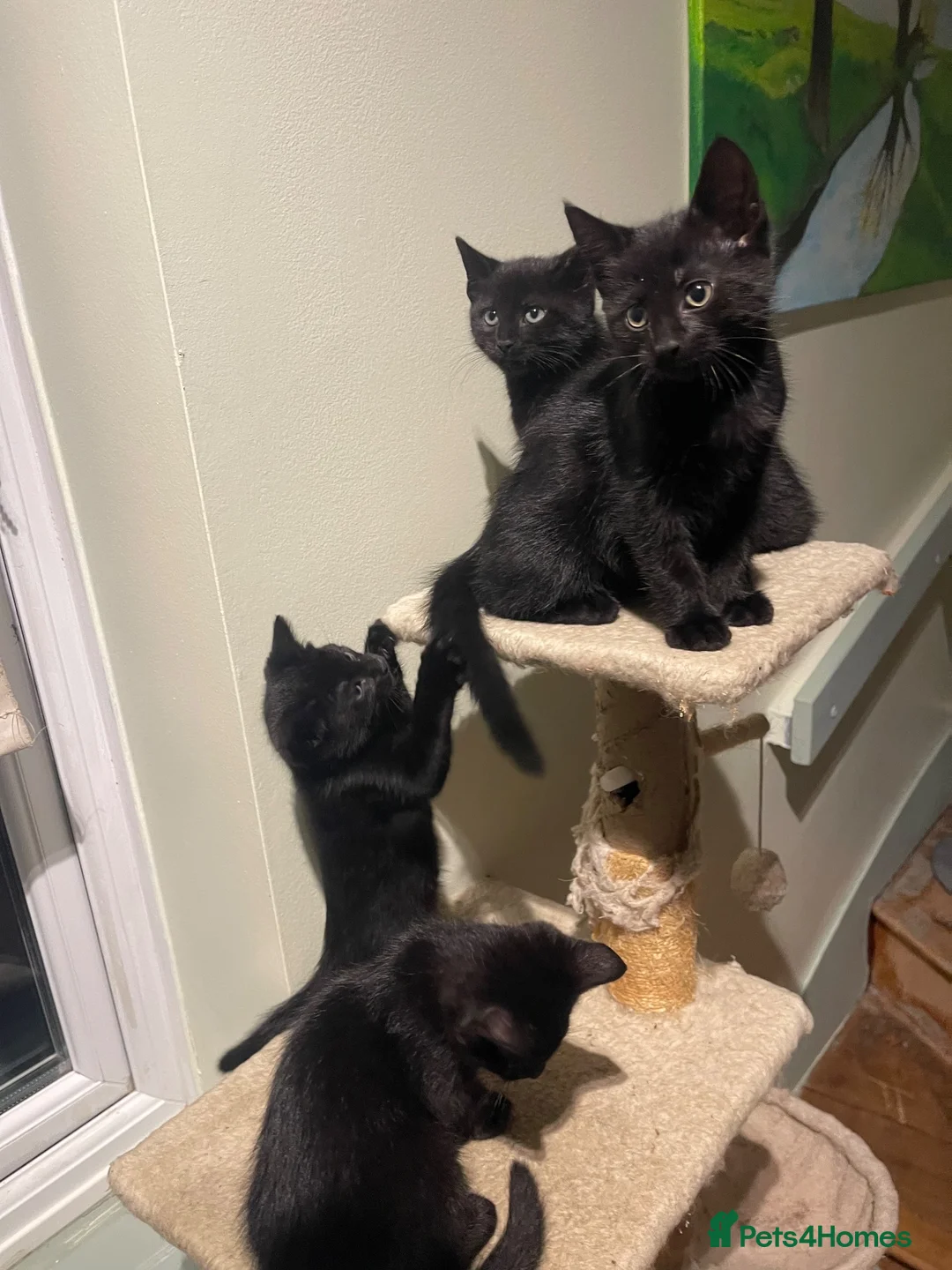 Mixed Breed cats for sale: 3 Black kittens & 1 Tabby female  - Advert 2