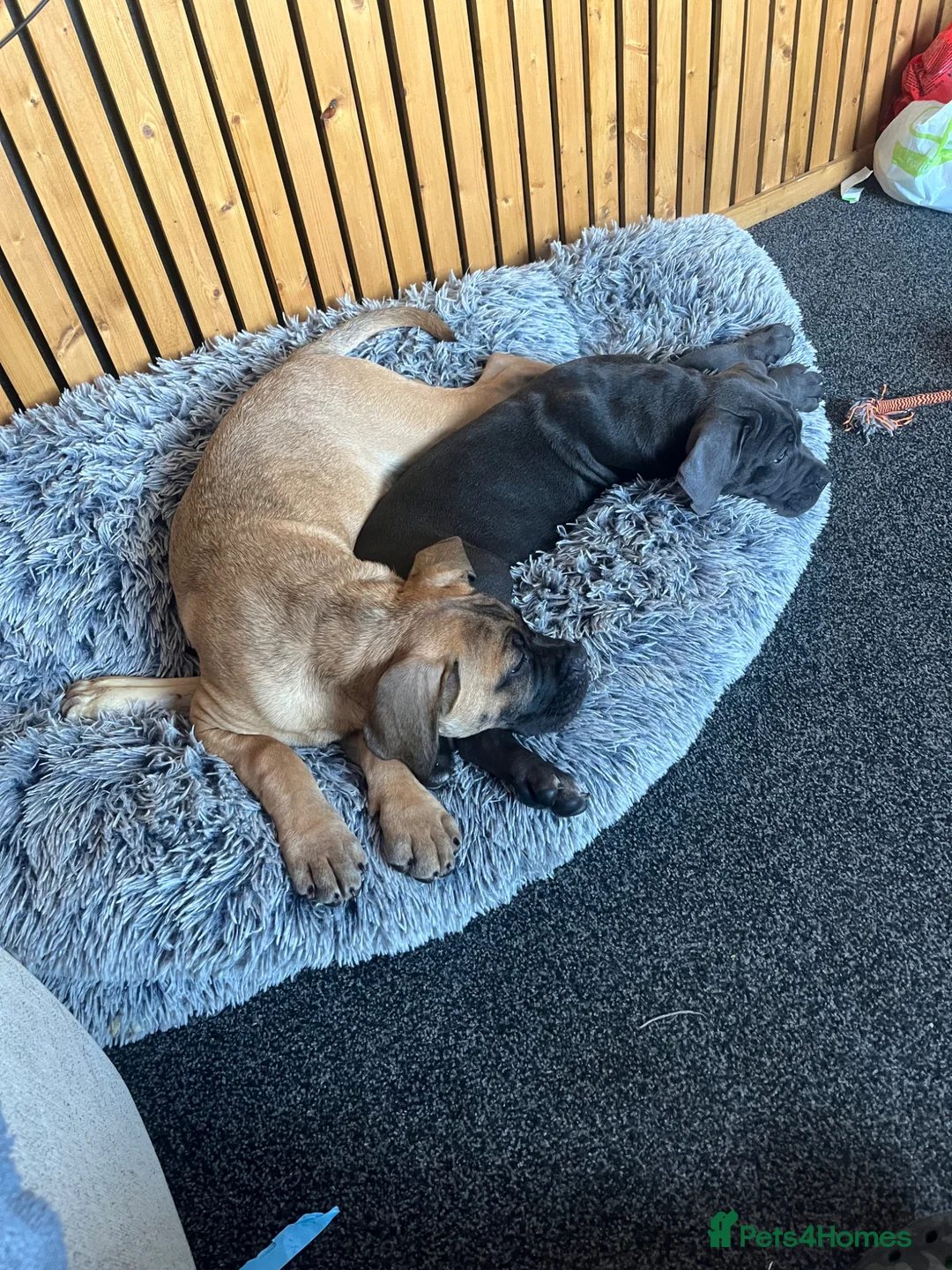 Cane Corso dogs for sale: Cane corso bitch ready to leave  - Advert 2
