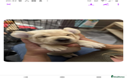 Labrador Retriever dogs for sale:  Labrador pups - Image 2