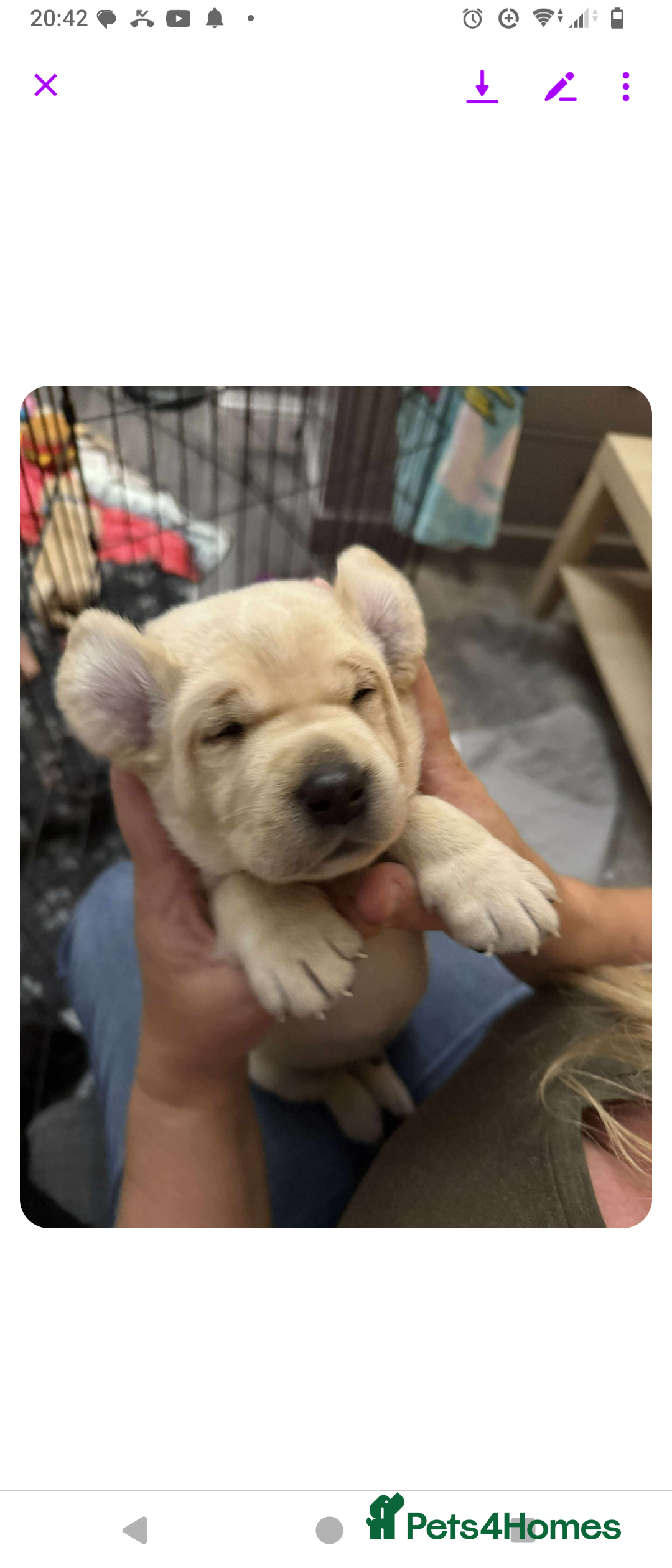 Labrador Retriever dogs for sale:  Labrador pups - Image 2