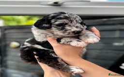 Bernedoodle dogs for sale: 🐾🐶 Stunning chunky bernedoodle babies 🐶🐾 - Image 2