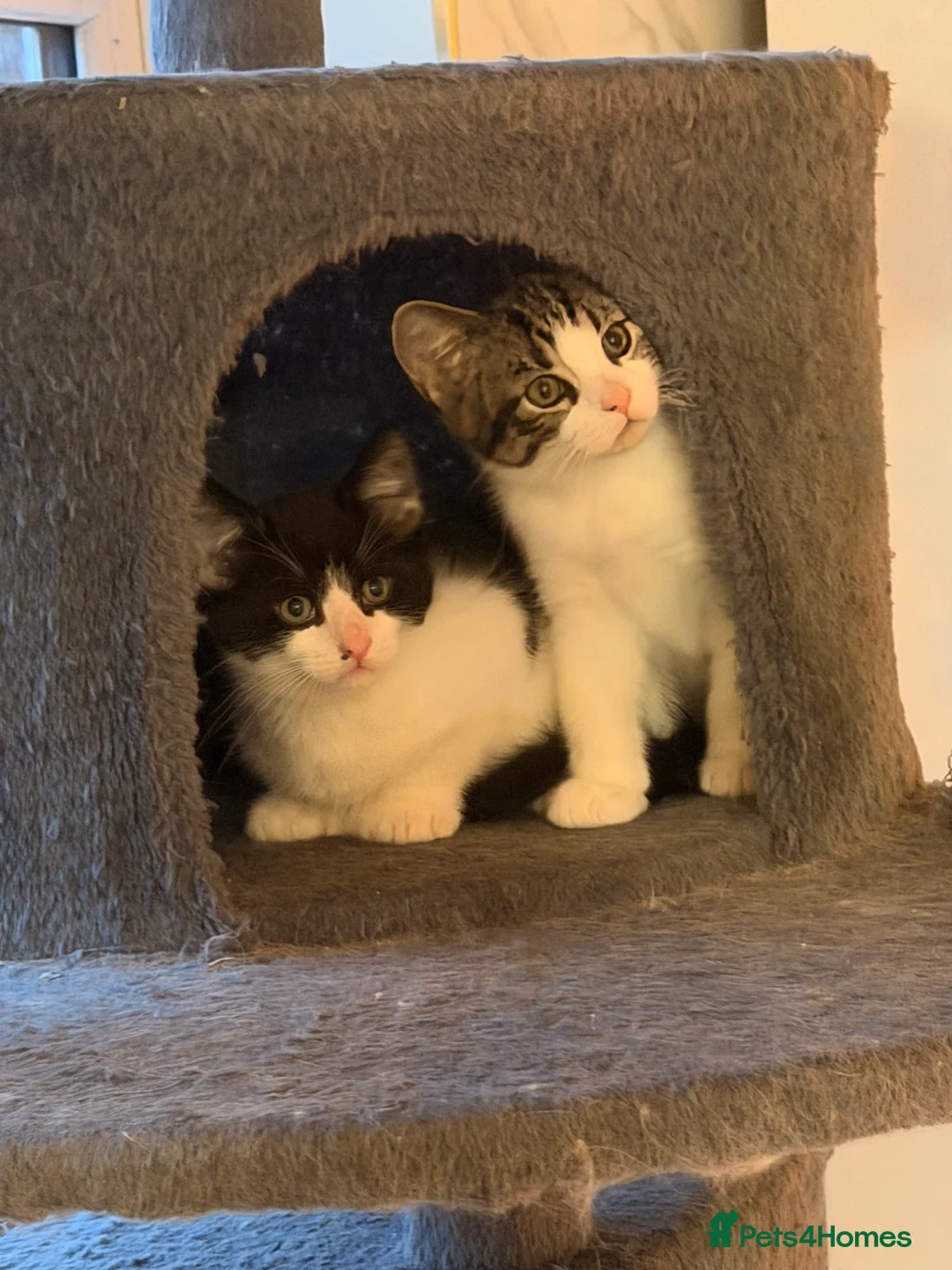 Mixed Breed cats for sale: Male Kittens for Sale-Polydactyl & Tabby  - Advert 16
