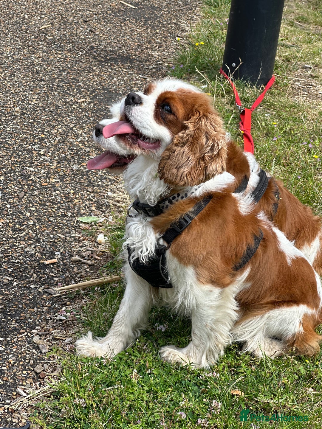 Cavalier King Charles Spaniel dogs for sale: Pure breed cavalier King Charles puppies - Advert 17