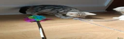 British Shorthair cats for sale: British Shorthair kittens. - Advert 16