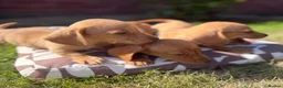Miniature Dachshund dogs for sale: READY TO LEAVE🏆💙💖 KC REG 5 STAR BREEDER💙💖🏆 - Advert 13