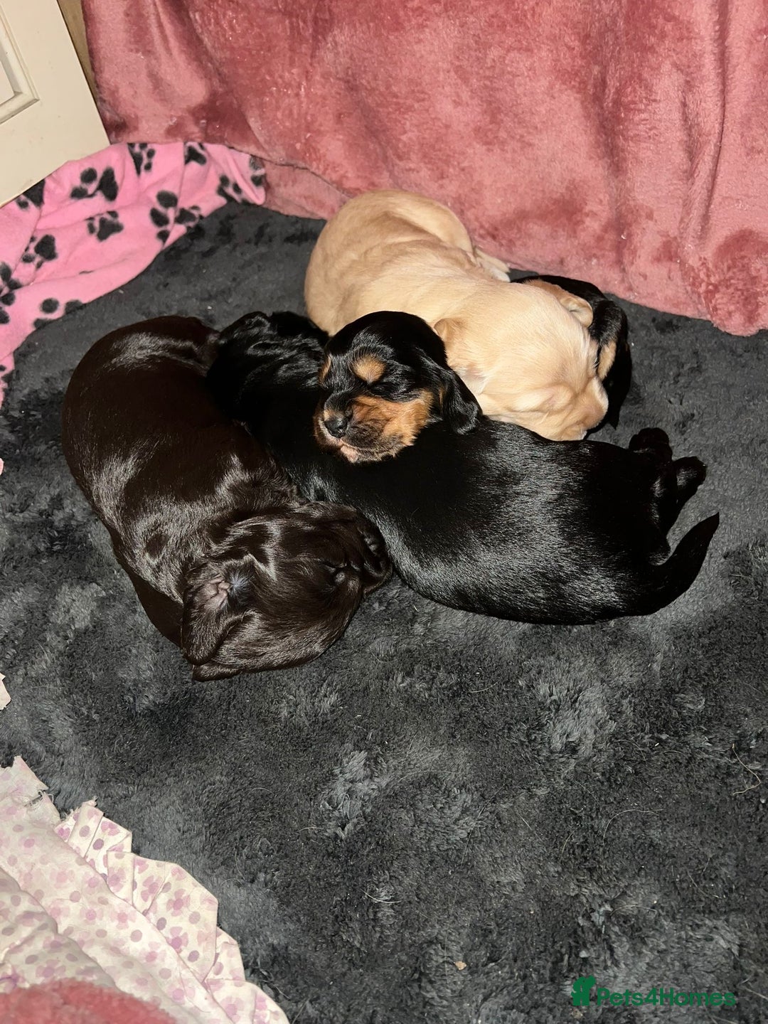 Cocker Spaniel dogs for sale: Cocker Spaniel puppies - Advert 3
