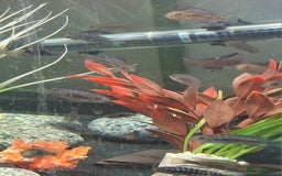 Cichlids fish for sale: Hybrid juvenile malawi cichlids  in Rushden - Image 5