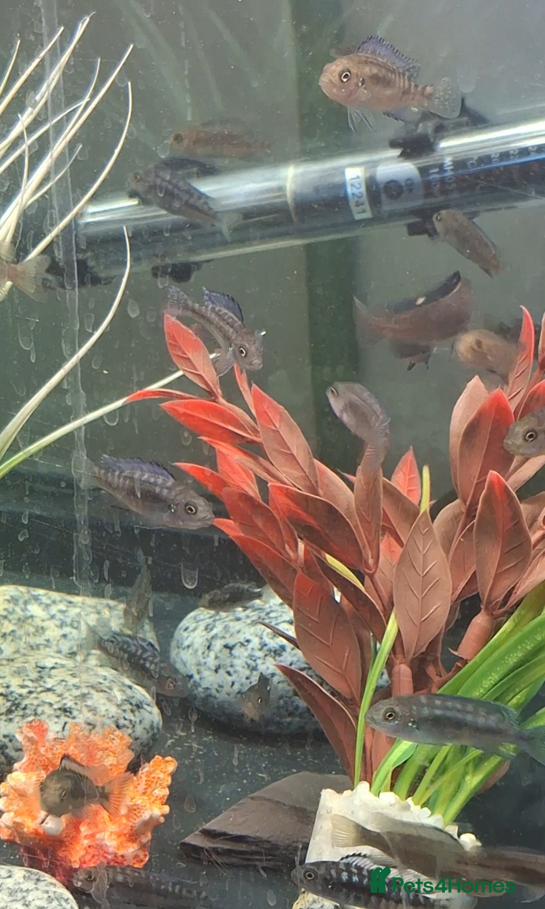 Cichlids fish for sale: Hybrid juvenile malawi cichlids  in Rushden - Image 5