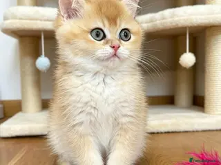 British Shorthair cats 🌟3 Adorable Golden BSH kittens left 🌟 - Advert 12