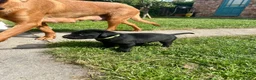 Labrador Retriever dogs for sale: KC Registered Labrador Puppies - Advert 23