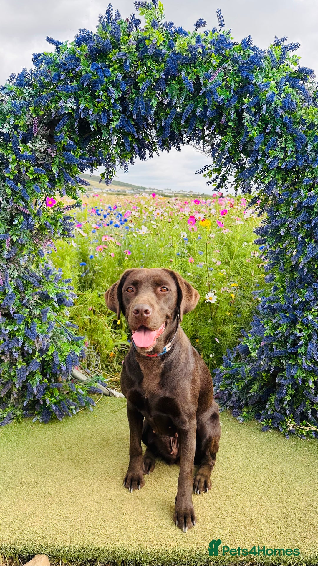 Labrador Retriever dogs for sale: 9 perfect Labrador puppies  - Advert 5