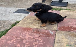 Mixed Breed dogs for sale: German Shep x cocker spaniel(show )  - Advert 4