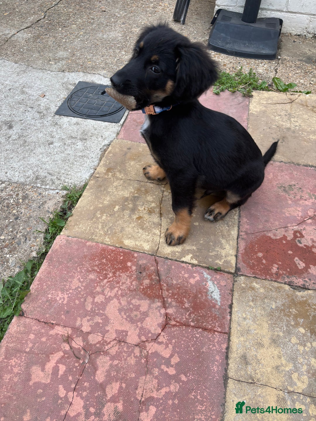 Mixed Breed dogs for sale: German Shep x cocker spaniel(show )  - Advert 4