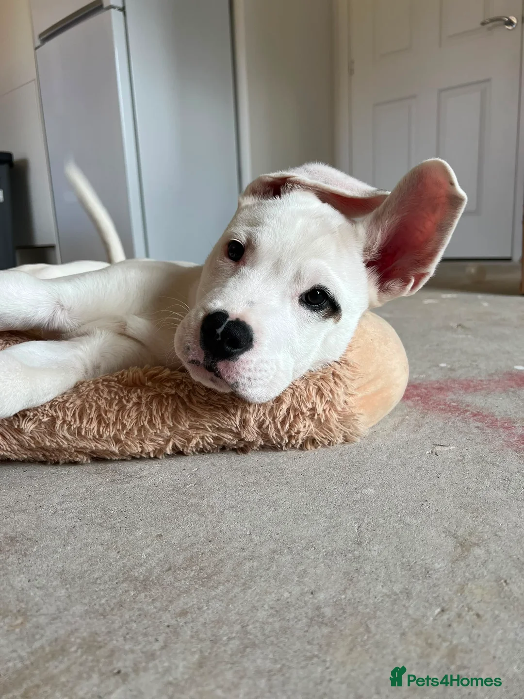 Mixed Breed dogs for sale: 5 month old male - Advert 6