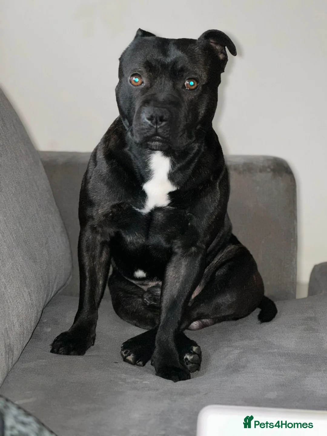 Staffordshire Bull Terrier dogs for stud: Bruno - Advert 4