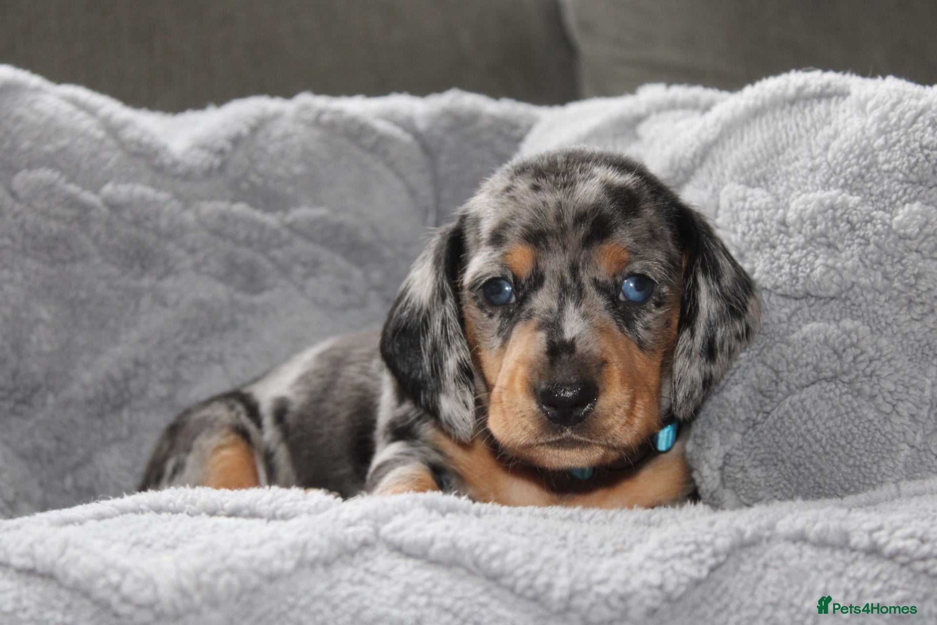 Dachshund dogs Beautiful Dachshund Puppies 💗🐾 - Advert 17