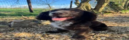 Cocker Spaniel dogs for sale: WCS Puppies from health tested KC Parents  - Advert 13