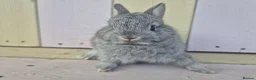 Netherland Dwarf rabbits for sale: 💜 PRETTIEST COLOURED NETHERLAND DWARF BABIES 💜 - Advert 11