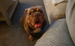 English Bulldog dogs for sale: 2 year old female bulldog - Image 4