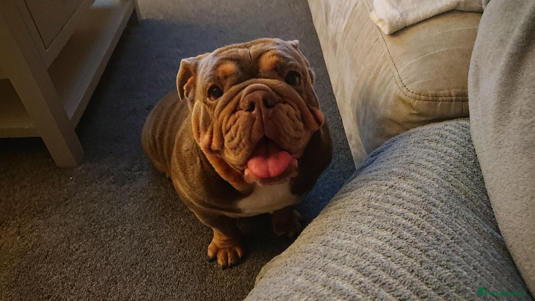 English Bulldog dogs for sale: 2 year old female bulldog - Image 4