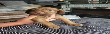 Mixed Breed 1