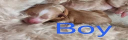 Cockapoo dogs for sale: F2 cockapoos  in Tonypandy - Advert 5