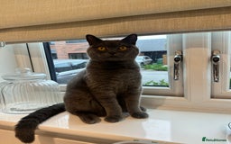 British Shorthair cats for sale: Male British shorhair - Image 4