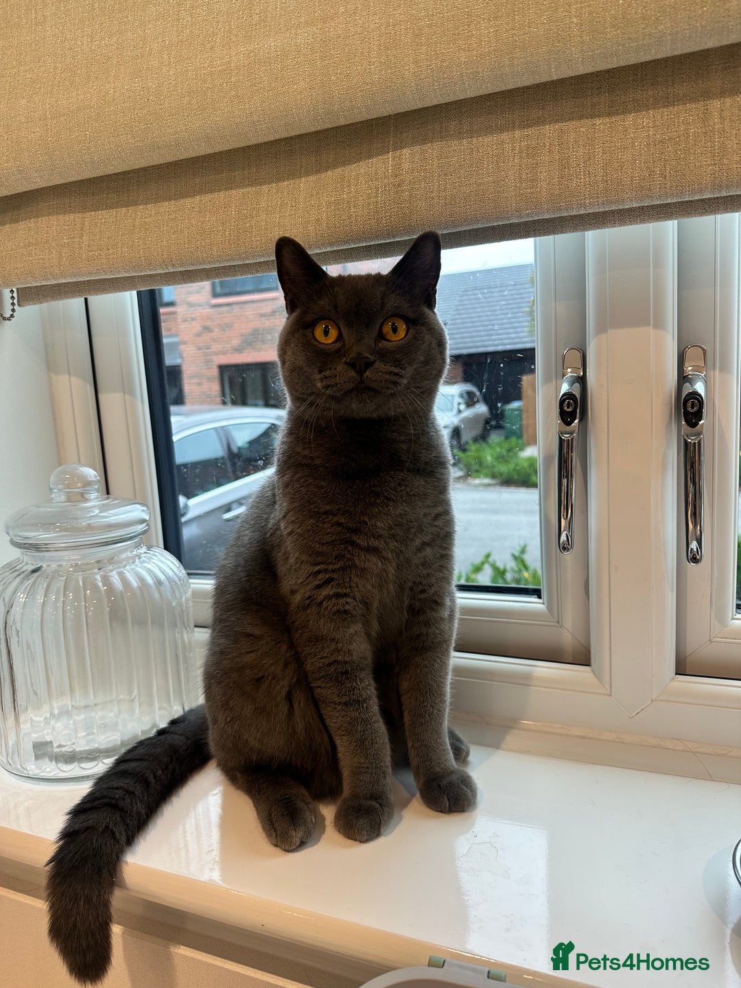 British Shorthair cats for sale: Male British shorhair - Image 4