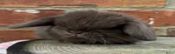 Mini Lop rabbits for sale: Pedigreed pure bred mini lops  - Advert 35