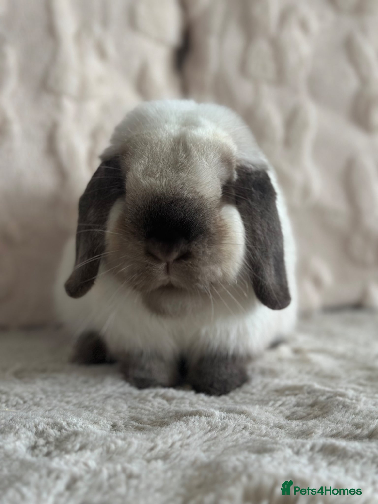 Mini Lop rabbits Gorgeous bonded neutered mini lops £100-£200 - Advert 9