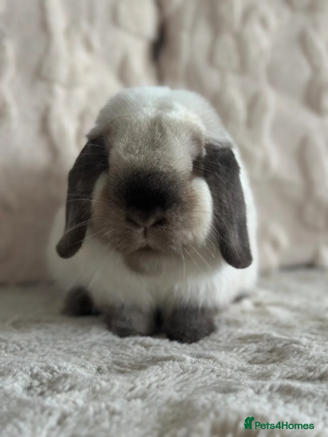 Mini Lop rabbits for sale: Gorgeous bonded neutered mini lops £100-£200 - Advert 1