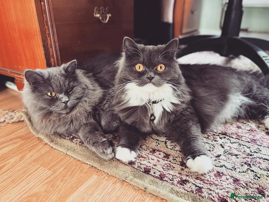 British Longhair cats for sale: Nyla and Kai British longhair siblings in Hounslow - Advert 10