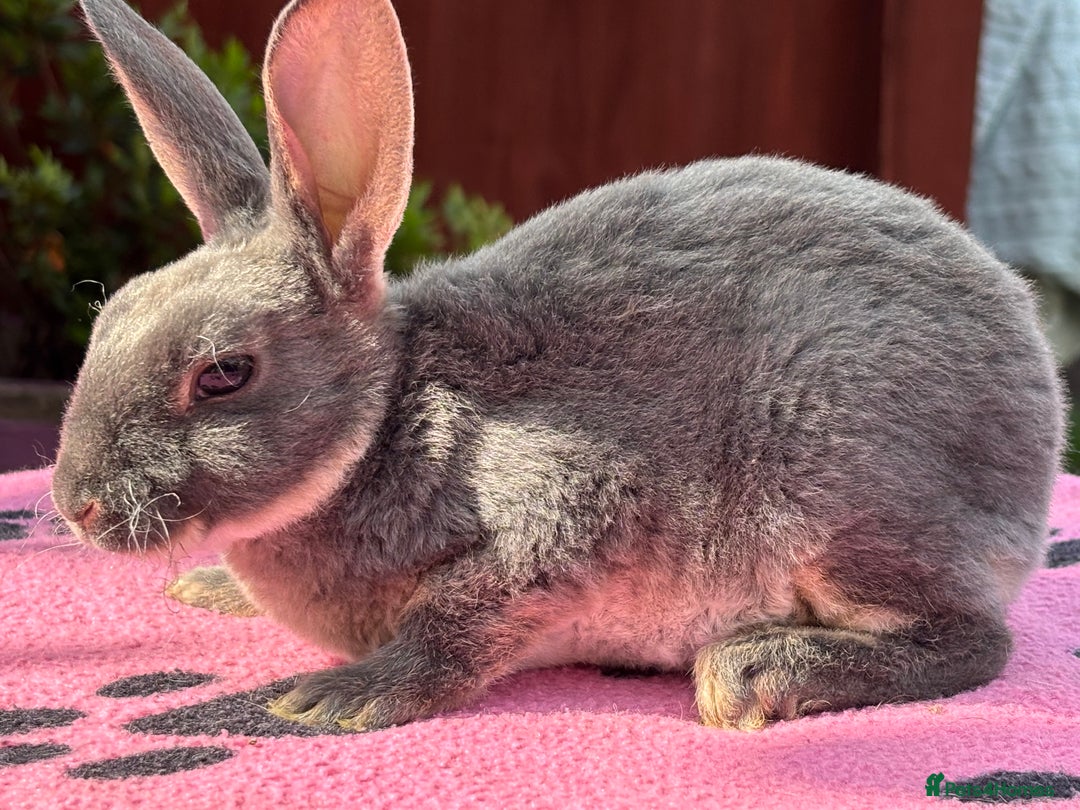 Rex rabbits for sale: READY NOW Vienna gene carrier Mini Rex babies - Image 7