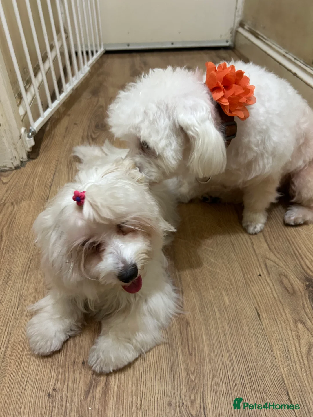 Havanese dogs for sale: Sweet Bella 🤗 - Advert 2