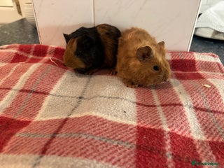 Guinea Pig rodents Beautiful baby guinea pigs - Advert 6